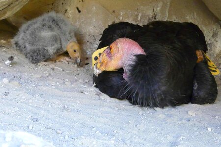 Bird chick condor