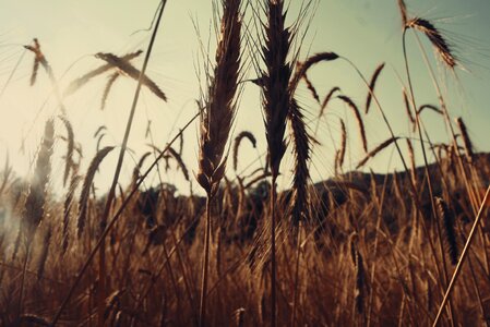 Wheat grunge vintage