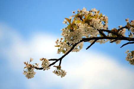 Spring branch tree