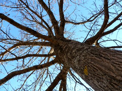 Branch trunk light and shade photo