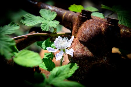 Stainless flower photo