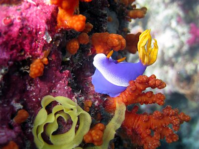 Reef diving scuba
