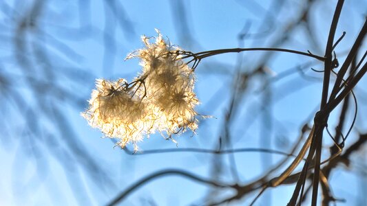 Sunshine spring nature