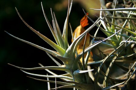 Air leaves spiky