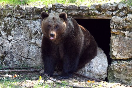 Forest grizzly mammal photo