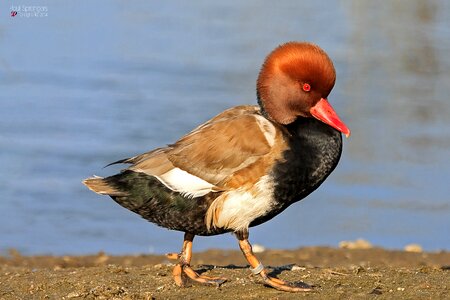 Water zoo bird