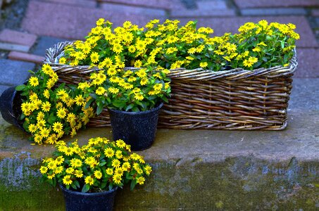 Backyard basket blossom photo