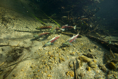 Sockeye salmon-7