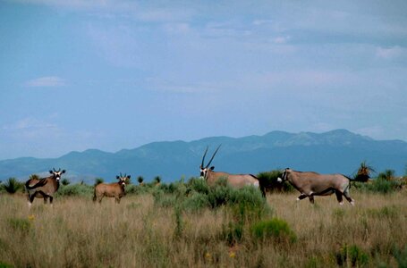 African mammal Oryx gazella
