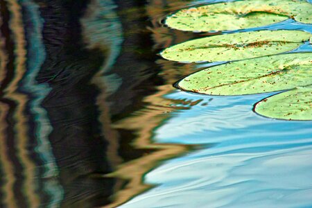 Pond seattle leaves