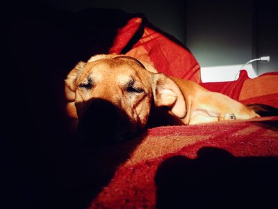 Puppy Dog Sleeping Shadow photo
