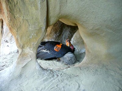 Cave chick condor