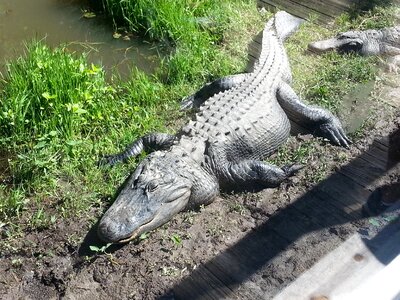Crocodile predator dangerous photo