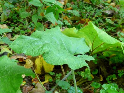 Autumn great burdock arctium lappa