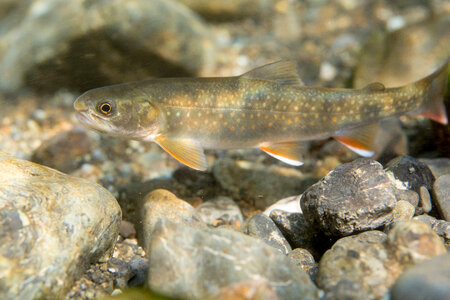 Dolly Varden-1 photo