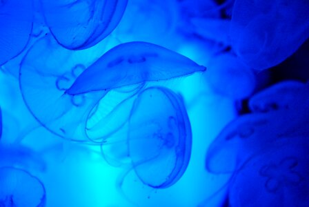 Jellyfish blue jellyfish animals photo