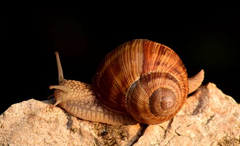Animal brown daylight