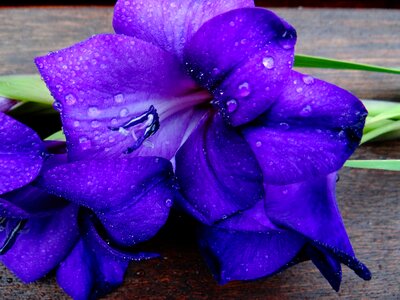Gladiolus schwertliliengewaechs violet