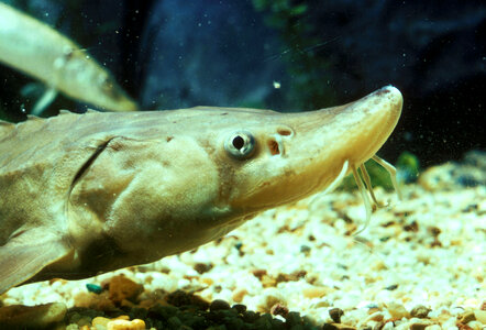 Young Lake Sturgeon - Acipenser fulvescens photo