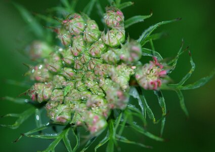 Cluster flora green