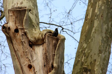 Nature bird european