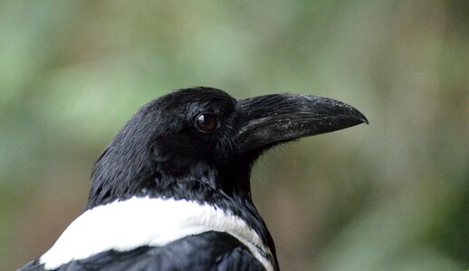 Wildlife predator portrait