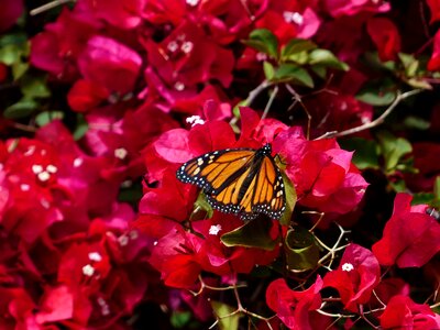 Monarch butterfly danaus plexippus american monarch photo