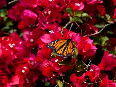 Monarch butterfly danaus plexippus american monarch