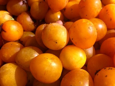 Greengage fruit ripe