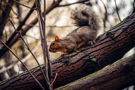 Grey Squirrel in Tree photo