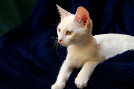 Cute young animal