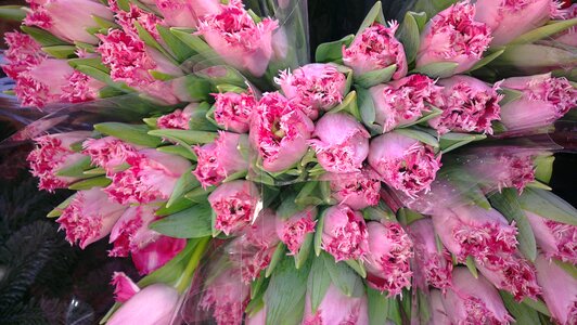 Flowers pink cut flowers