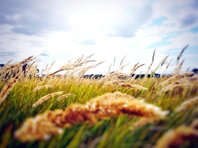Field grass meadow