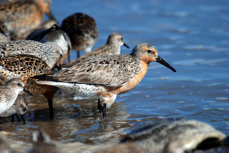 Red Knots-2 photo