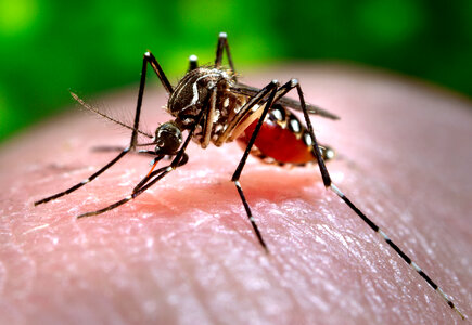 Close-up Of A Mosquito Feeding On Blood