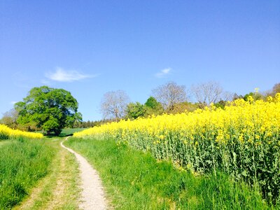 Field tree summer photo