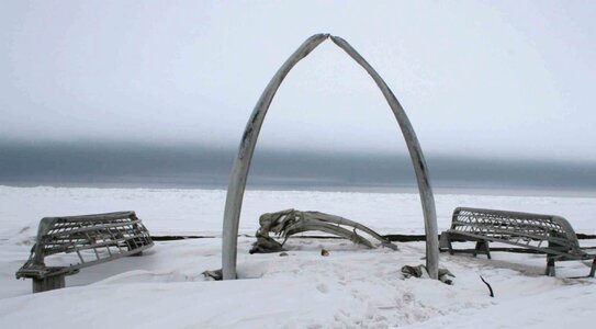 Alaska barrow bone photo