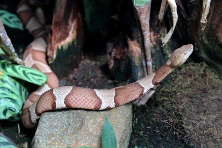 Snake animal scale