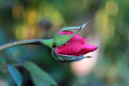 Beautiful Flowers beautiful image beautiful photo