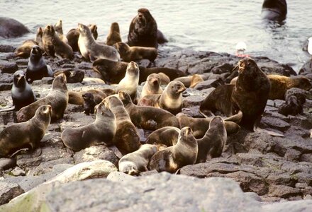 Colony fur fur seal photo