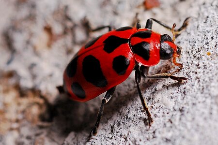 Biology nature beetle