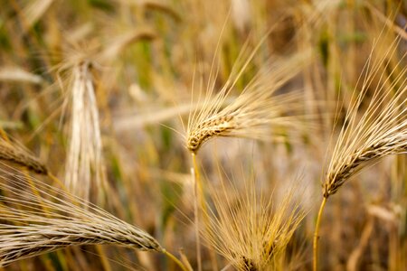 Wheat spike cereals spike photo