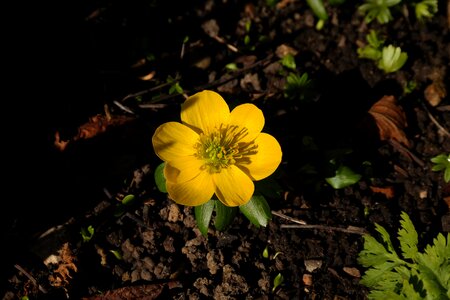 Bloom yellow eranthis hyemalis