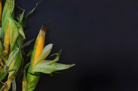 Ear yellow food photo