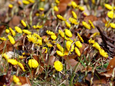Bloom yellow tussilago photo