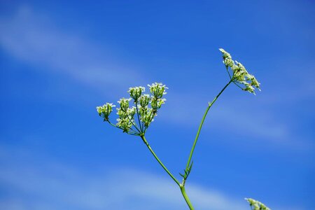 Beautiful Flowers biology blooming