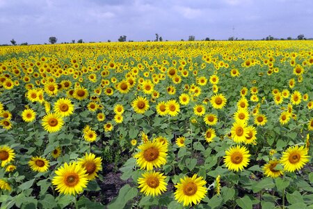 Flowers agriculture yellow