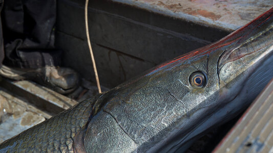 Alligator gar-1 photo