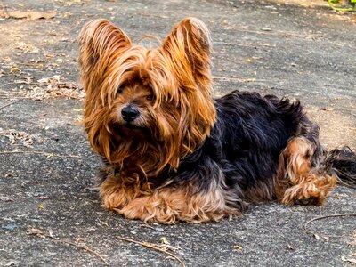 Dog yorkshire terrier small dog photo