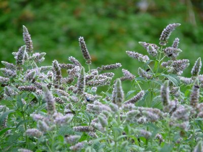 Bloom mint mentha